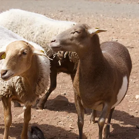 度假居 Buganvilla